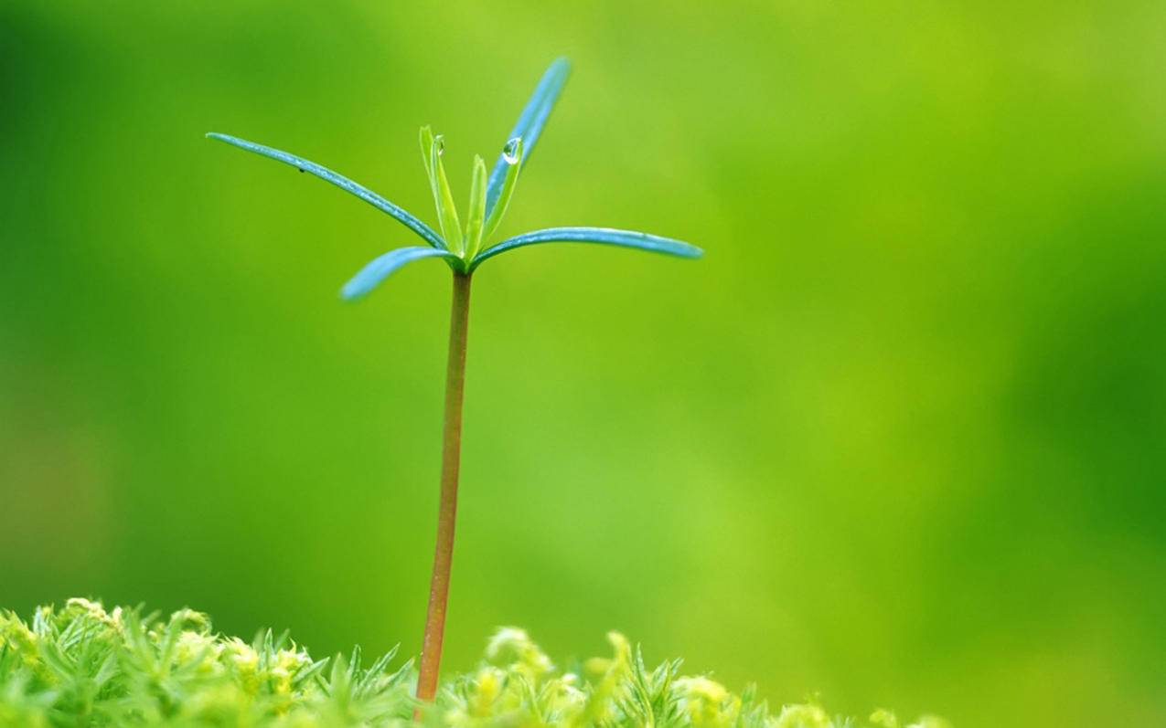抖音免费刷赞器 - 快手代刷在线下单,快手全网最低价刷赞