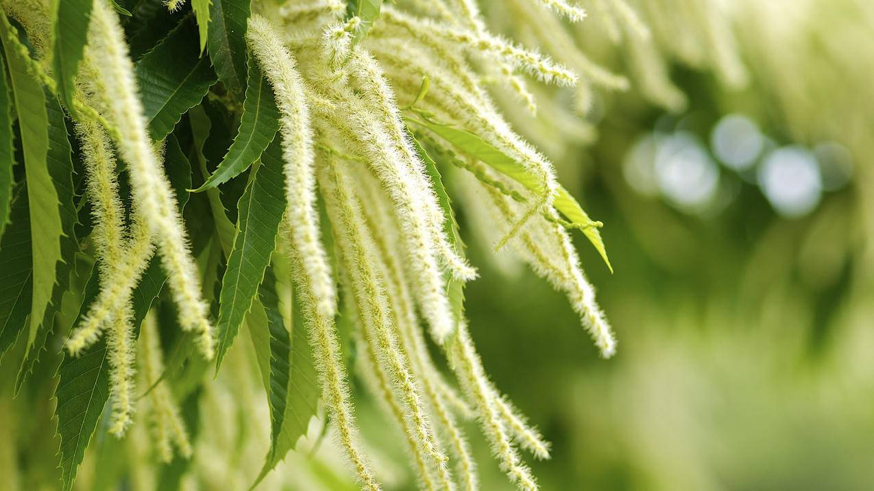 qq说说免费刷赞神器 - 快手抖音免费刷赞,快手买赞一块钱500个赞平台
