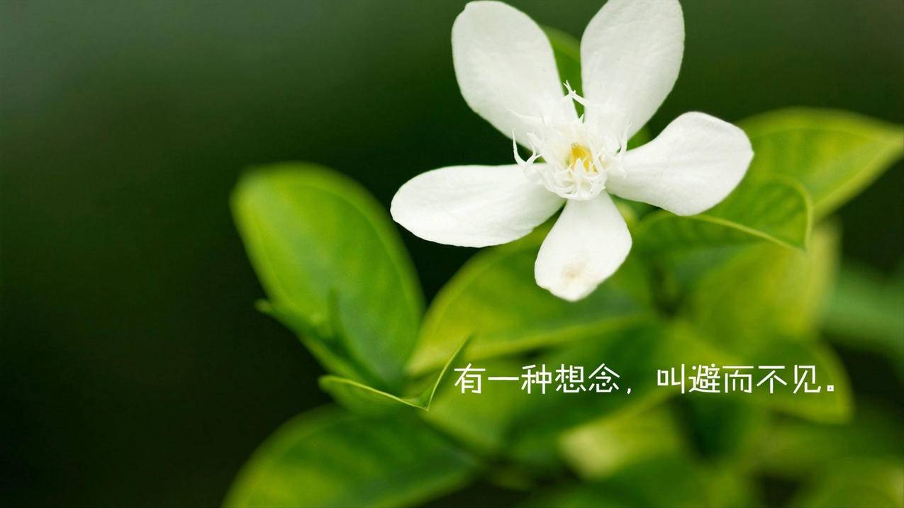 dm卡盟平台官网 -